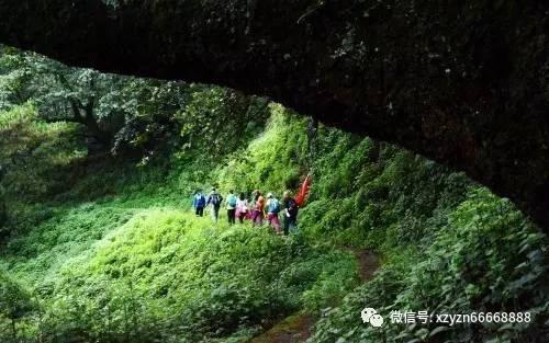 小长颈鹿逃离
